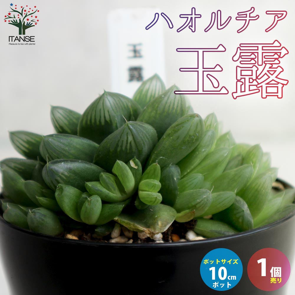 【送料無料】ハオルチア 玉露 10cm硬質ポット ハオルチア ハオルチア属 ハオルシア 観葉植物 ギフト 贈り物 送料無料 即納