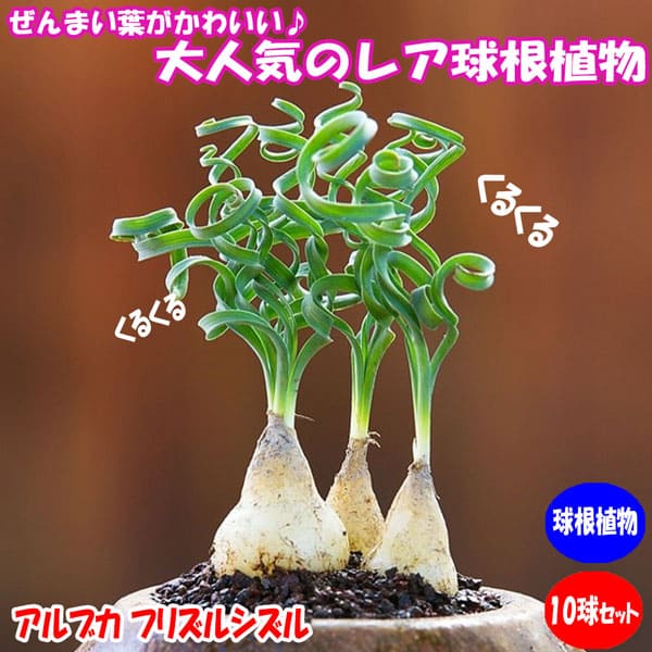観葉草木特集