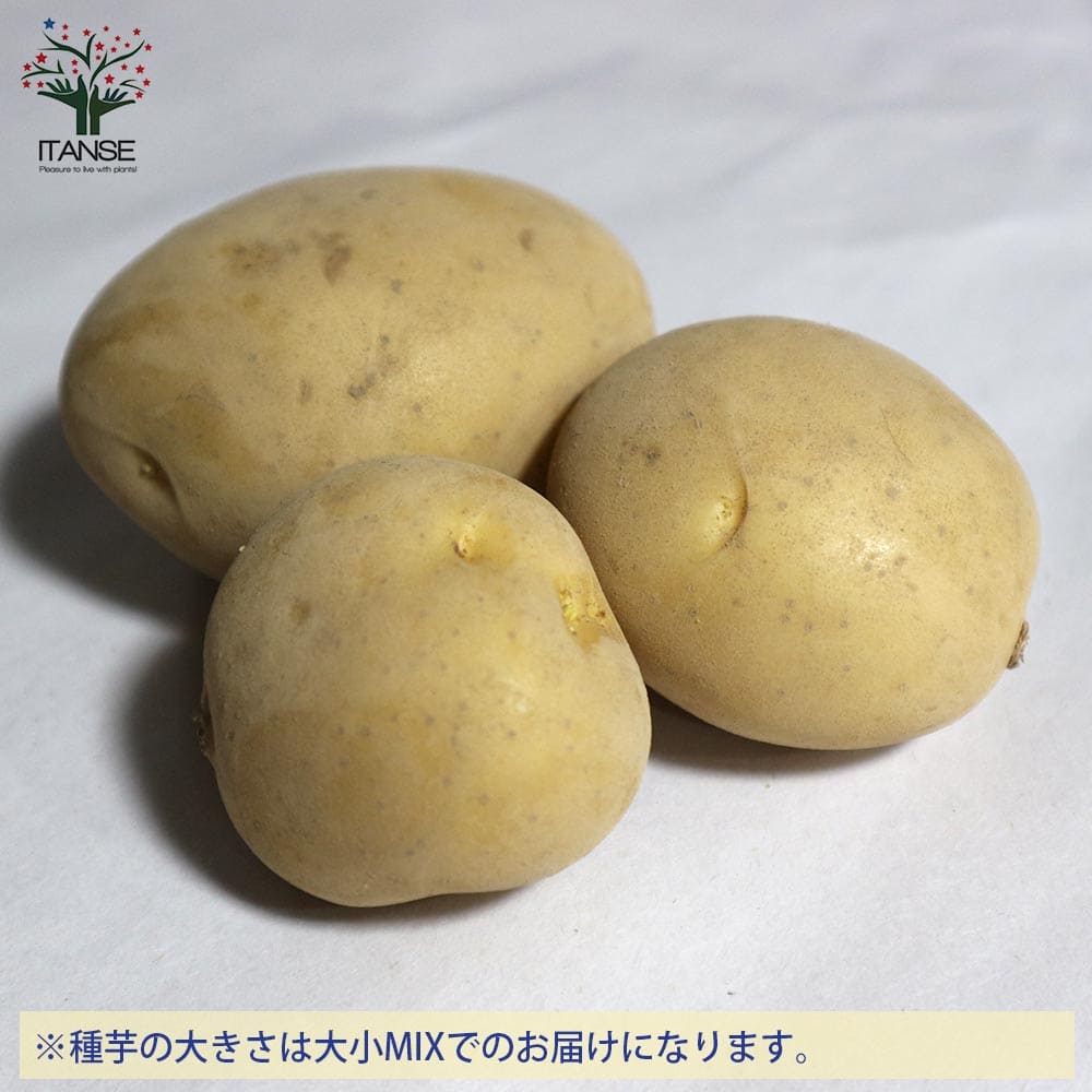 送料無料 品種 デジマ 5kg 充填時 秋植えじゃがいもの種芋 種芋 じゃがいも ジャガイモ じゃが芋 種芋 種いも たねいも 秋植え 野菜種芋 デジマ 出島 Sermus Es