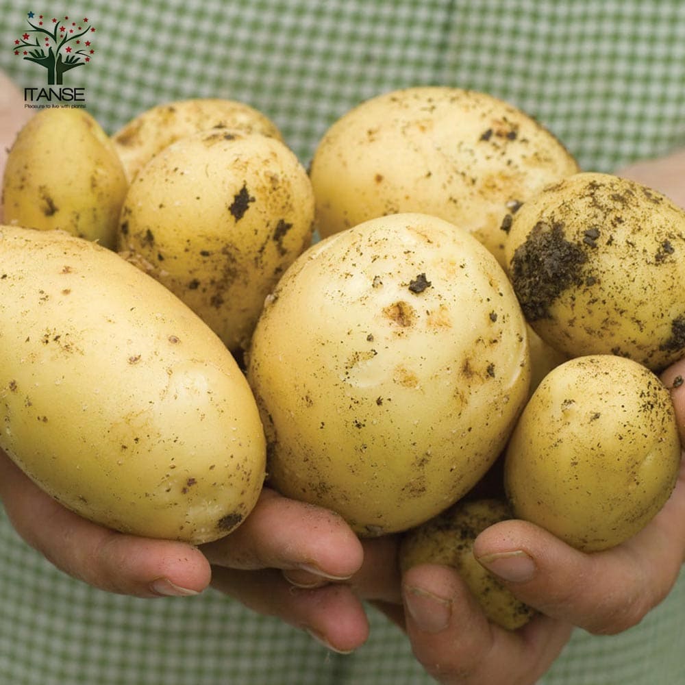 送料無料 品種 ニシユタカ 5kg 充填時 秋植えじゃがいもの種芋 種芋 じゃがいも ジャガイモ じゃが芋 種芋 種いも たねいも 秋植え 野菜種芋 ニシユタカ 西豊 Salon Raquet De