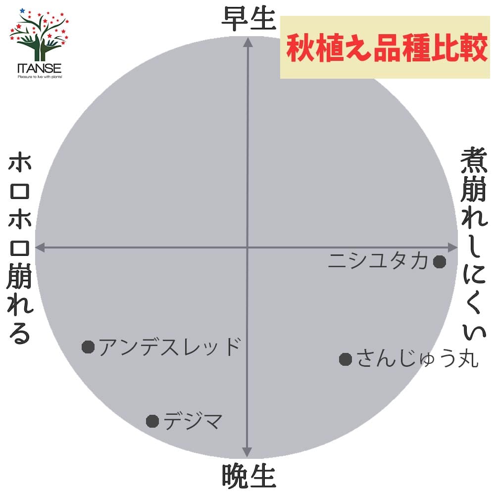 送料無料 品種 ニシユタカ 5kg 充填時 秋植えじゃがいもの種芋 種芋 じゃがいも ジャガイモ じゃが芋 種芋 種いも たねいも 秋植え 野菜種芋 ニシユタカ 西豊 Salon Raquet De