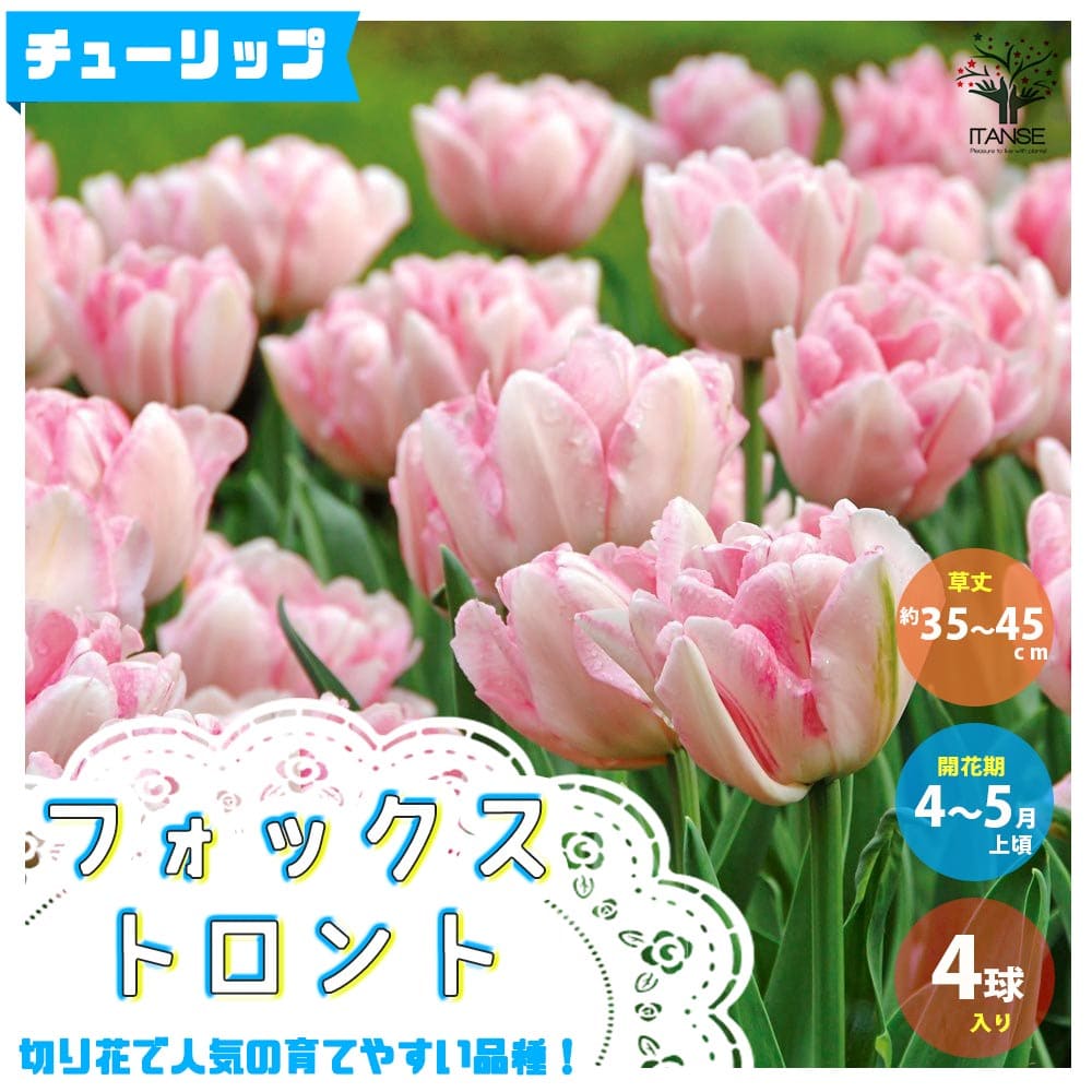 楽天市場 送料無料 フォックストロント チューリップ 花球根 お買い得5球セット 球根 花の球根 ちゅーりっぷ チューリップ 寄せ植え ガーデニング 鑑賞 栽培 庭園菜園 植物販売のｉｔａｎｓｅ楽天市場店