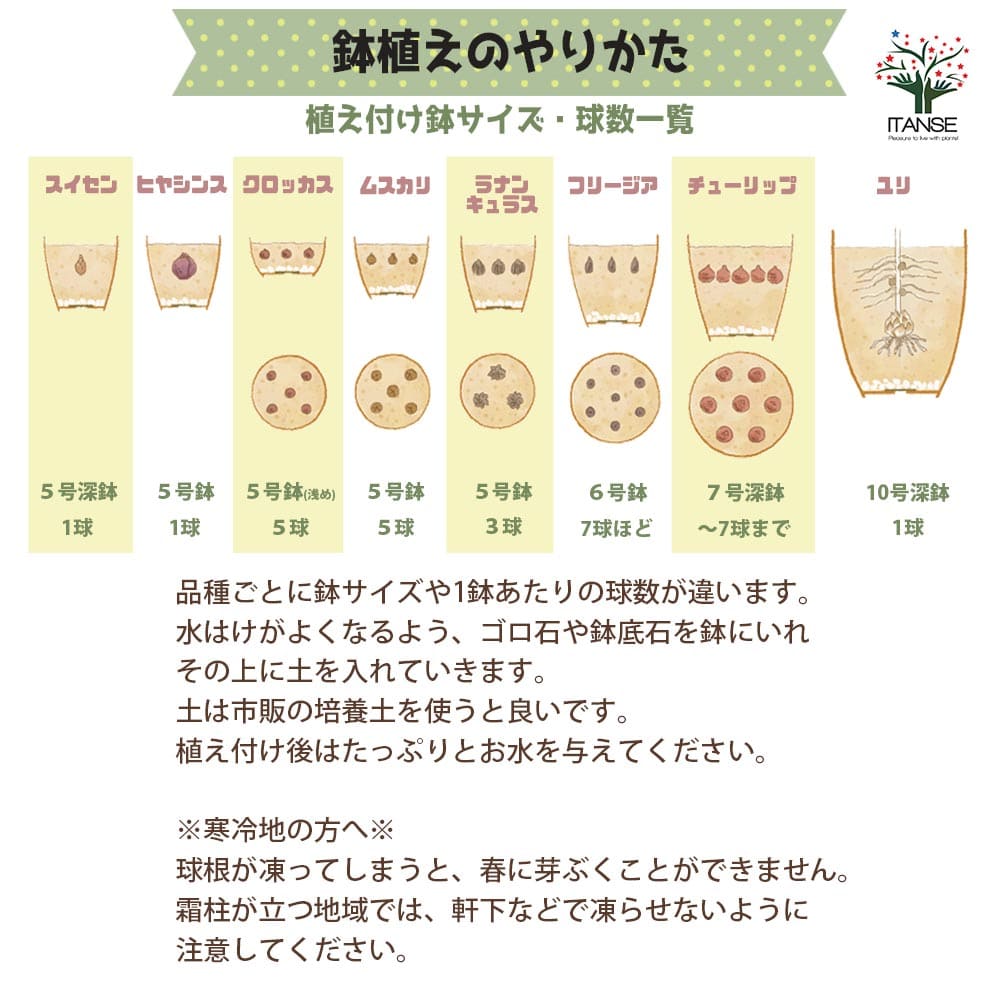 日本正規代理店品 ダブルシュガー 八重咲チューリップ球根 花の球根 ちゅーりっぷ チューリップ 寄せ植え ガーデニング 鑑賞 栽培 庭園菜園  turbonetce.com.br