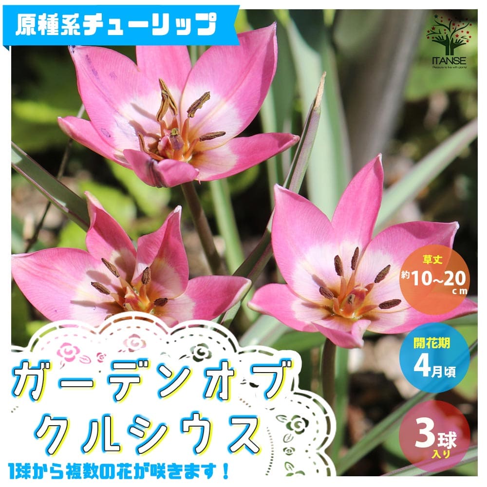 楽天市場 送料無料 ガーデンオブcクルシウス 原種系チューリップ 花球根 お買い得3球セット 球根 花の球根 ちゅーりっぷ チューリップ 寄せ植え ガーデニング 鑑賞 栽培 庭園菜園 植物販売のitanse楽天市場店 楽天市場 送料無料 ガーデンオブcクルシウス 原種系チューリップ 花球根 お買い得3球セット 球根 花の球根 ちゅーりっぷ チューリップ 寄せ植え ガーデニング 鑑賞 栽培 庭園菜園 植物販売のitanse楽天市場店