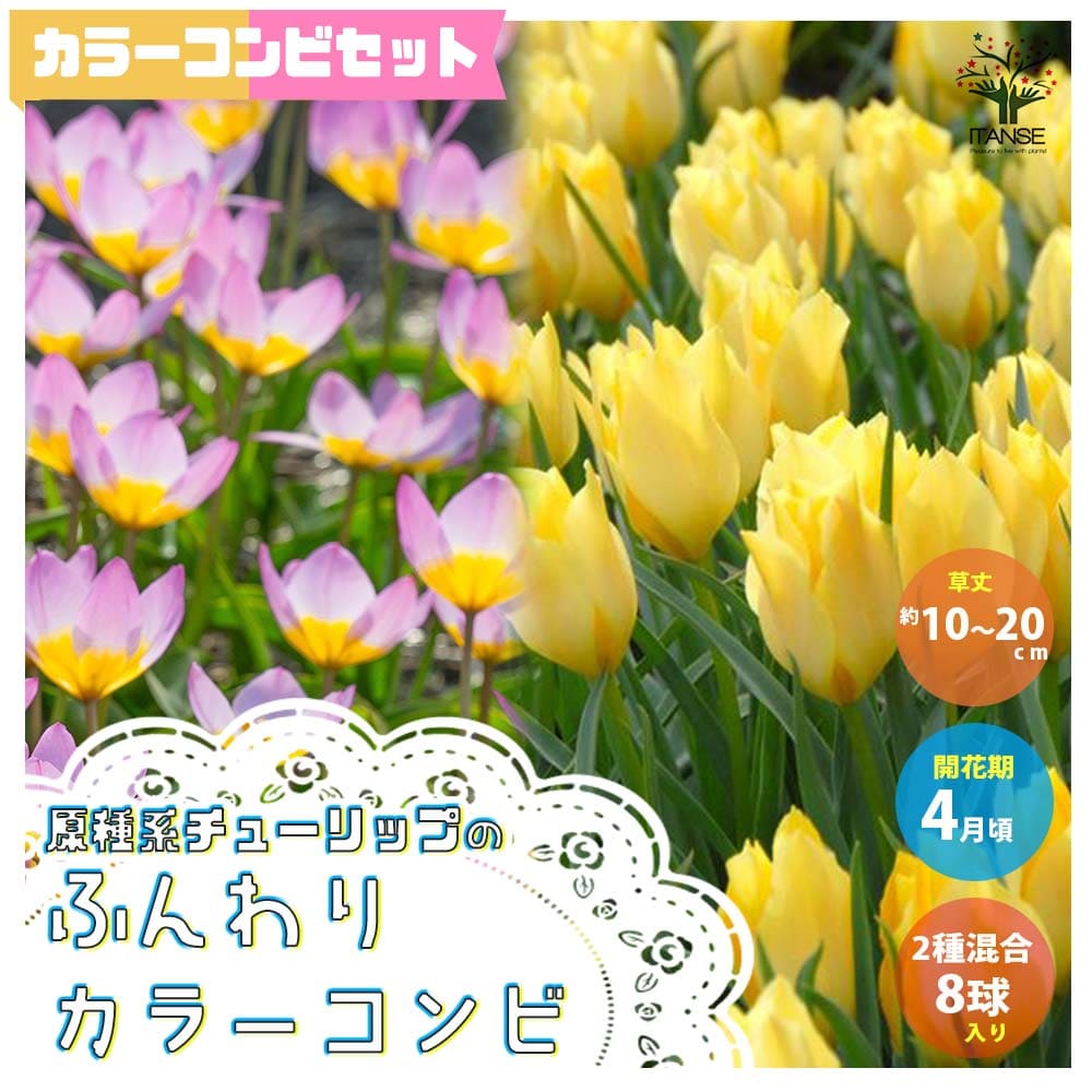 楽天市場 送料無料 ふんわりカラーコンビ2種混合 原種系チューリップ 花球根 お買い得8球セット 球根 花の球根 ちゅーりっぷ チューリップ 寄せ植え ガーデニング 鑑賞 栽培 庭園菜園 植物販売のｉｔａｎｓｅ楽天市場店