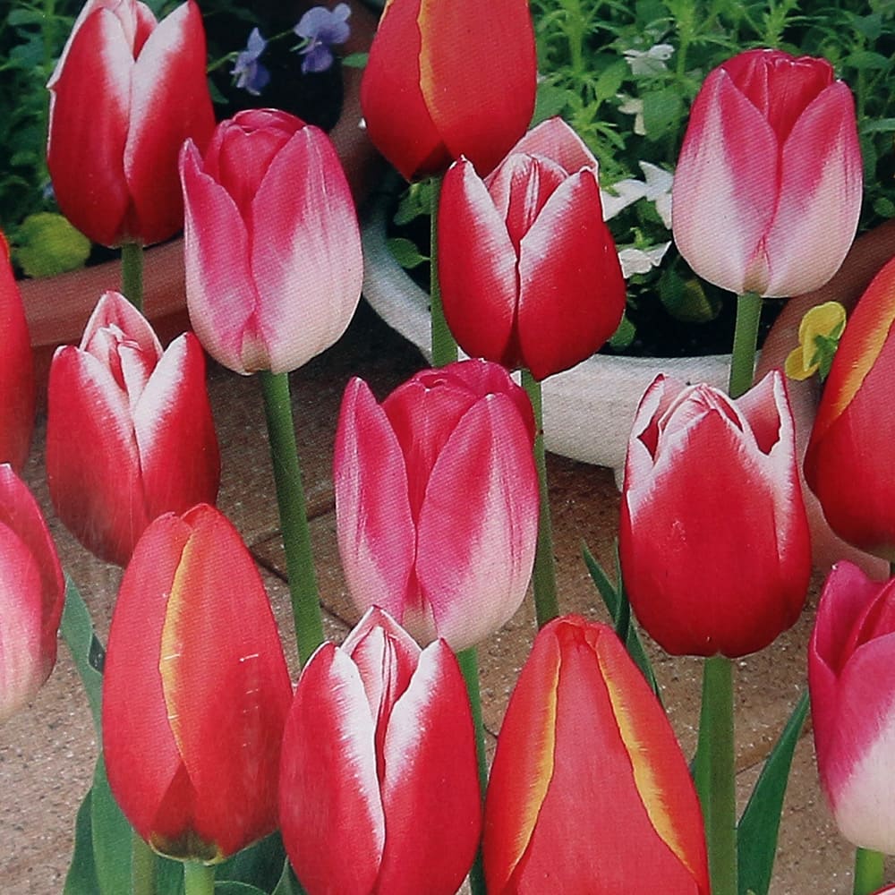 もうすぐ-チューリップ tu-0492_m.jpg