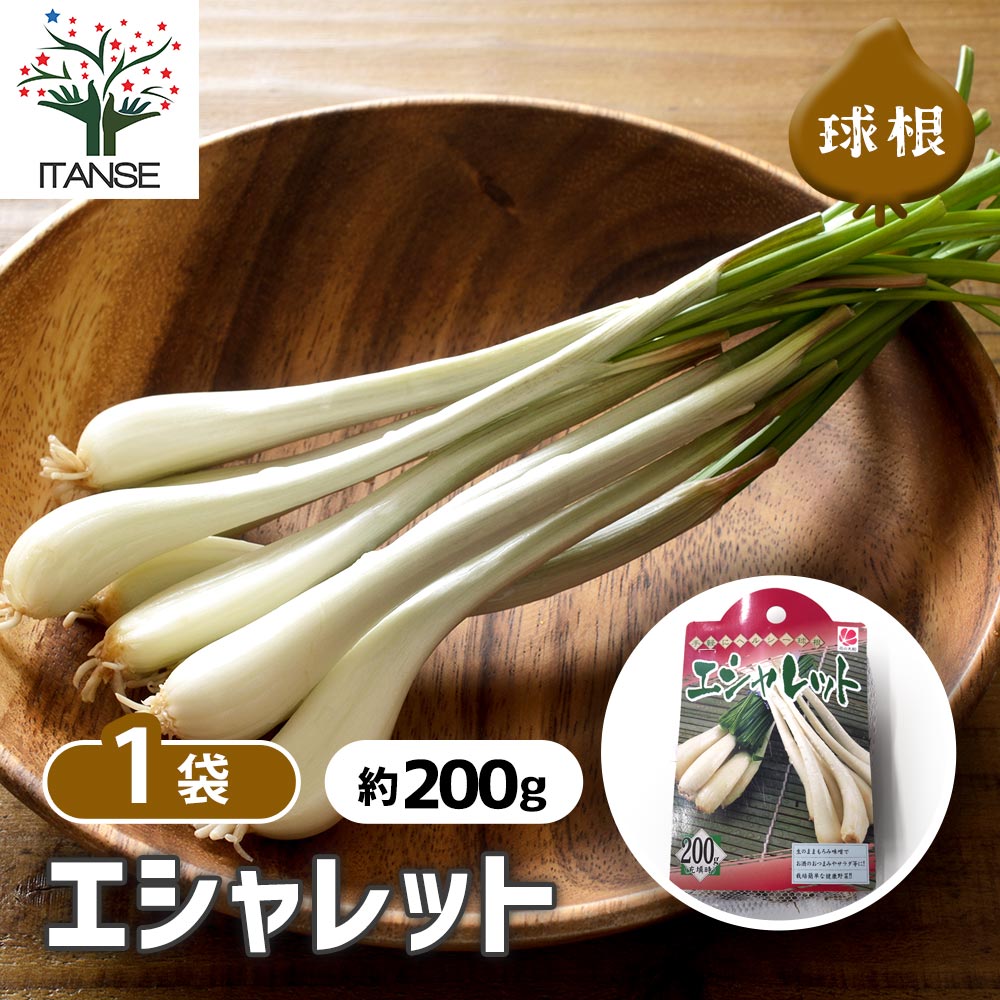 楽天市場】1kg 種ラッキョウ らっきょう 栽培用 家庭菜園 プロ