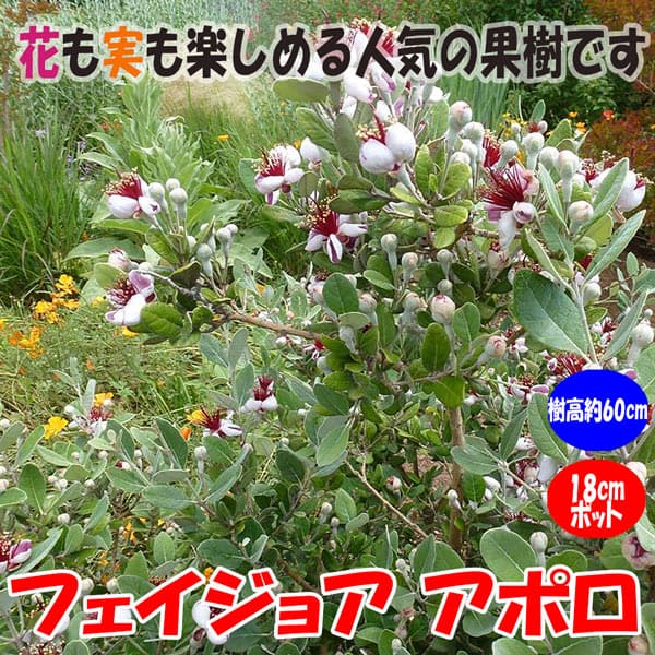 楽天市場 送料無料 フェイジョア アポロ 花も美しい庭園向き果樹 18cmポット 樹高約60cm 九州圃場より直送 植物販売のｉｔａｎｓｅ楽天市場店