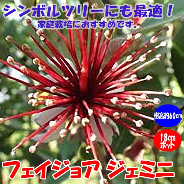 楽天市場 送料無料 フェイジョア ジェミニ 花も美しい庭園向き果樹 18cmポット 樹高約60cm 九州圃場より直送 植物販売のｉｔａｎｓｅ楽天市場店