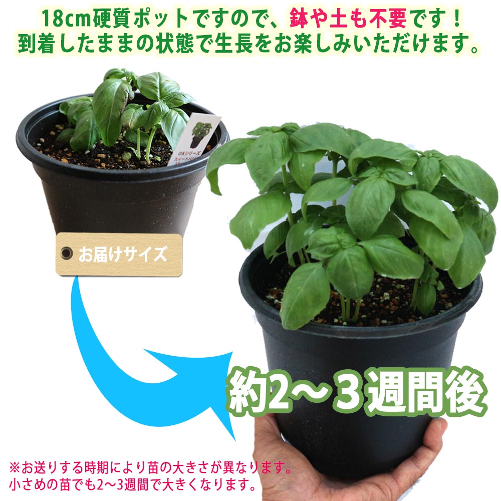 市場 送料無料 18cm硬質ポット大苗1個 ハーブ苗 野菜苗 窓辺 室内 これだけでok 肥料付き バジル苗 スイートバジル