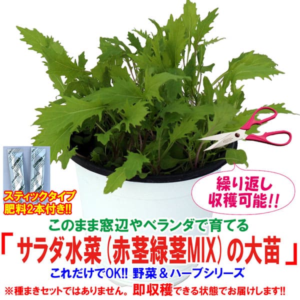 楽天市場 送料無料 これだけでok サラダ水菜赤茎緑茎mix 野菜苗 15cm硬質ポット大苗1個 肥料付き 簡単栽培 窓辺 室内 ベランダ キッチン 料理 レシピ 栽培キット 栽培セット プレゼント ギフト 贈答 植物販売のｉｔａｎｓｅ楽天市場店