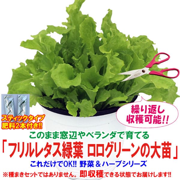 市場 送料無料 窓辺 野菜苗 肥料付き 15cm硬質ポット大苗1個 室内 フリルレタス緑葉 簡単栽培 ロログリーン これだけでOK