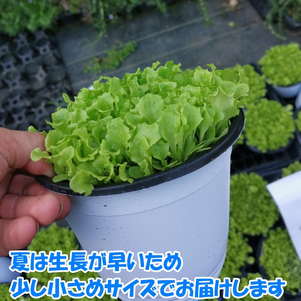 送料無料 これだけでok 室内 肥料付き 野菜苗 15cm硬質ポット大苗1個 窓辺 簡単栽培 ロログリーン フリルレタス緑葉