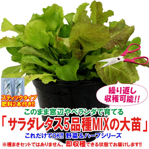 楽天市場 送料無料 これだけでok サラダレタス5品種ミックス 野菜苗 18cm硬質ポット大苗1個 肥料付き 簡単栽培 窓辺 室内 ベランダ キッチン 料理 レシピ 栽培キット 栽培セット プレゼント ギフト 贈答 植物販売のｉｔａｎｓｅ楽天市場店