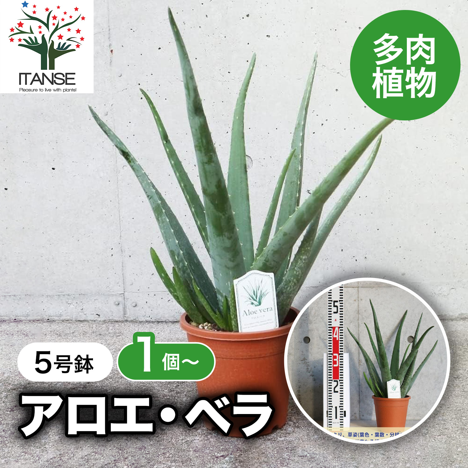 【送料無料】アロエ ベラ ハーブの苗 多肉植物苗5号鉢苗 あろえ 食用 肉厚 葉肉 herb ハーブ ハーブ苗 多肉植物 ガーデニング 送料無料 即納