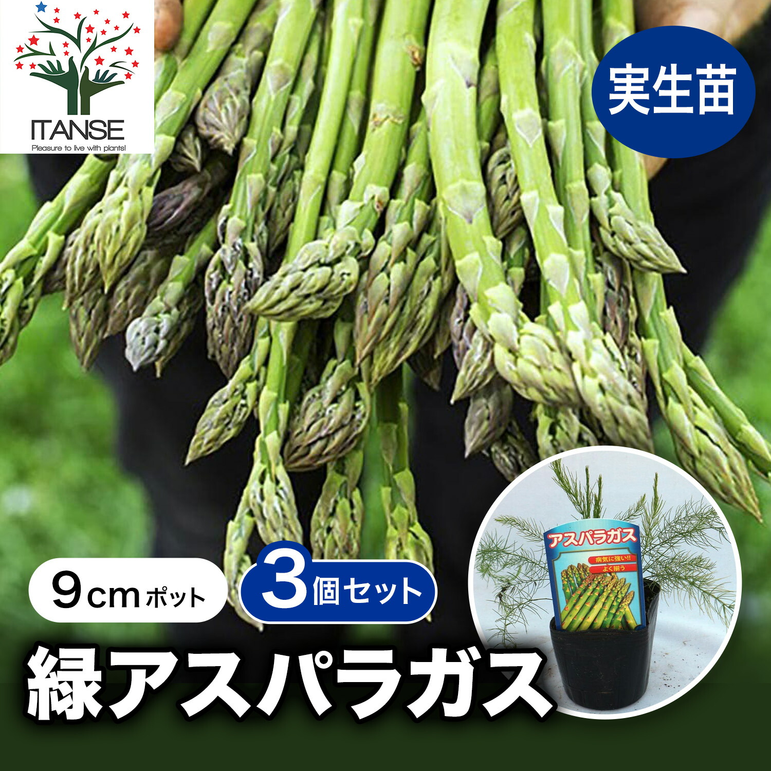 楽天市場】 【新苗予約 11月～12月発送】特大！ アスパラガス苗 L