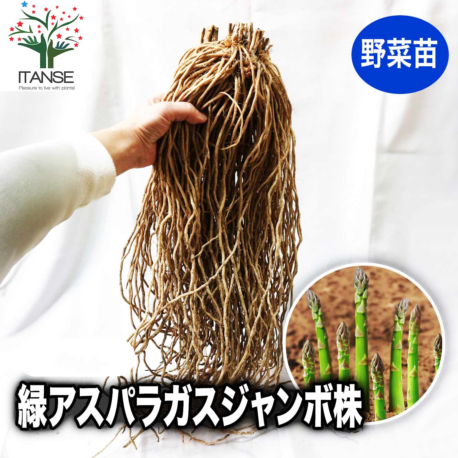楽天市場】超特大!! アスパラガス苗 2Lサイズ 素掘り苗 楽天市場】超特大!! アスパラガス苗 2Lサイズ 素掘り苗