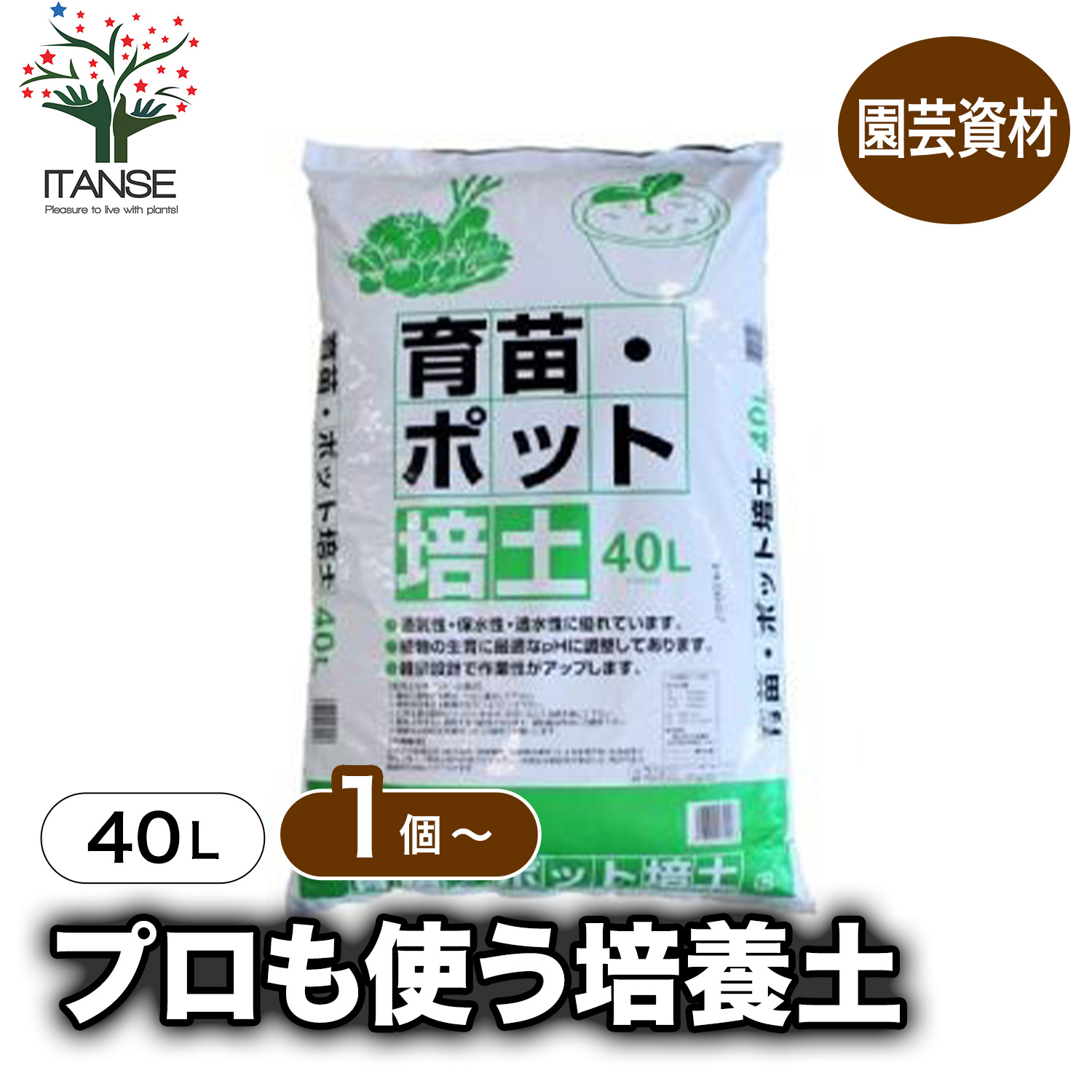 観葉草木特集