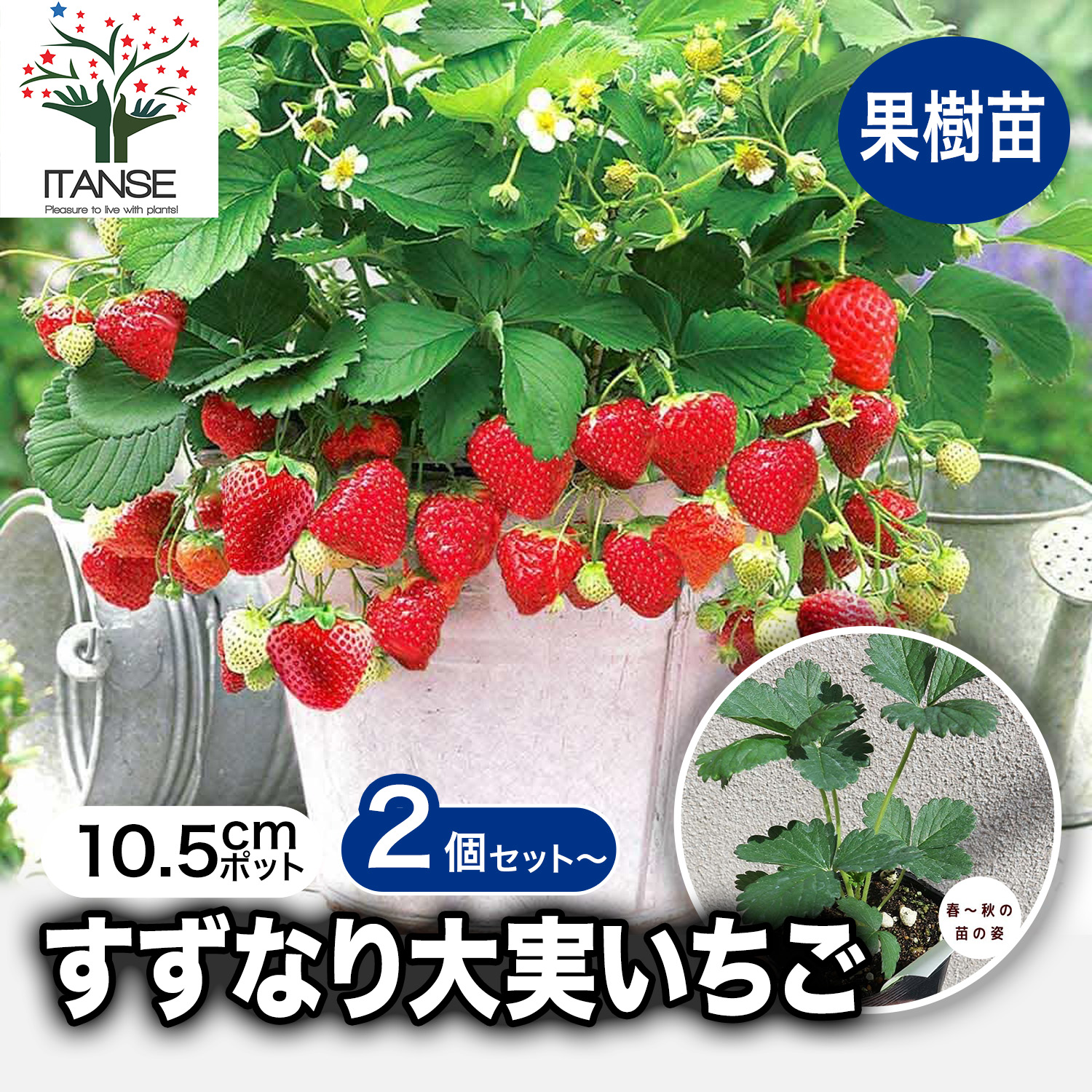 楽天市場】いちご 苗 いちごの苗 イチゴ苗 宝交早生 ほうこうわせ