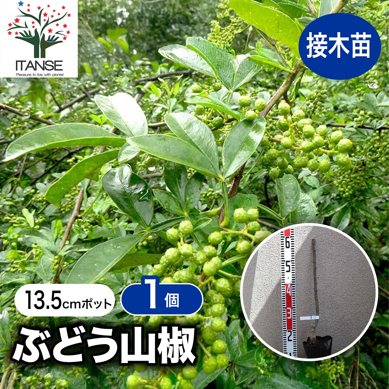 楽天市場】【マラソン期間☆P5倍】山椒の苗木 ぶどう山椒 ( ブドウ