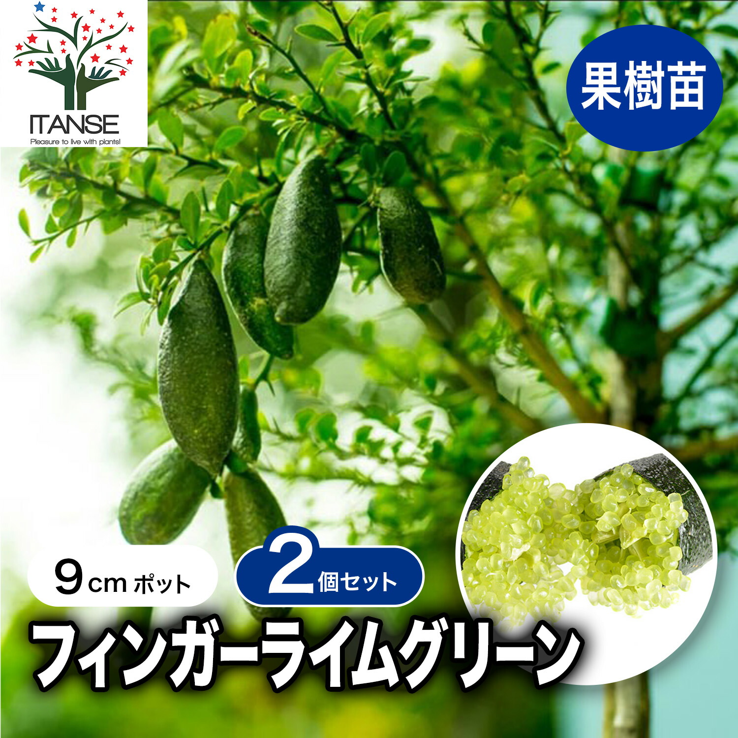③*ஐ3種*ஐフィンガーライム・苗木【グリーンジャイアント・ドリームタイム・ ③*ஐ3種*ஐフィンガーライム・苗木【グリーンジャイアント
