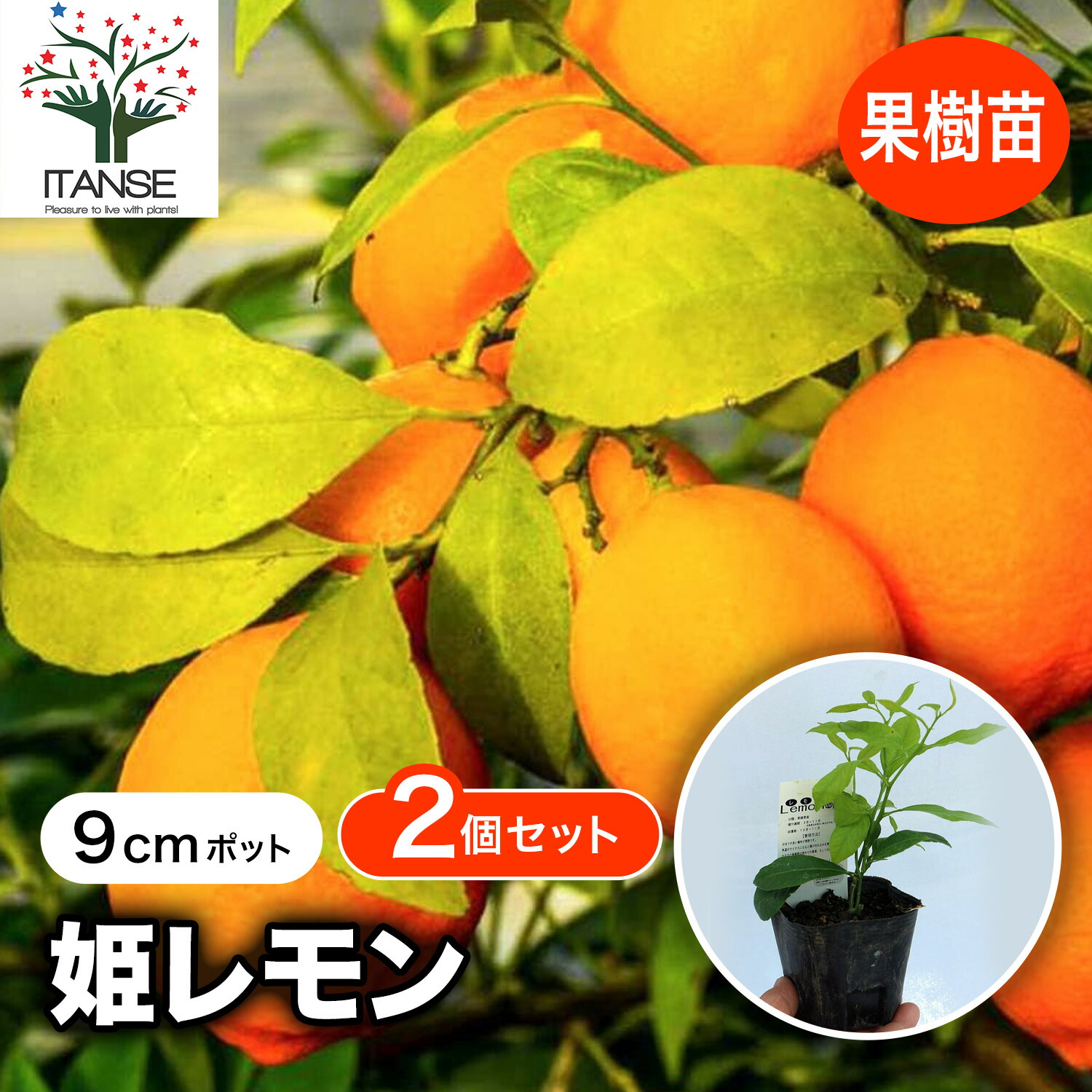 楽天市場】【送料無料】姫レモン 果樹苗 9cmポット挿し木苗 2個セット