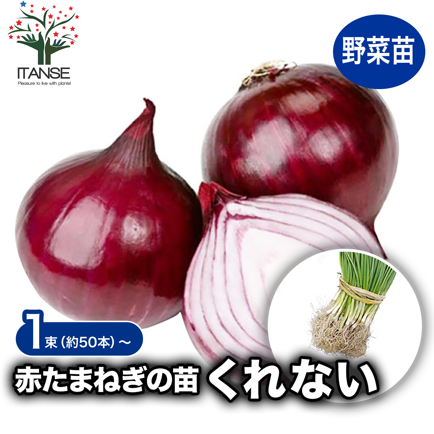 楽天市場】早生 『 レッドグラマー 』 赤たまねぎ 抜き苗 30本 - 暖地