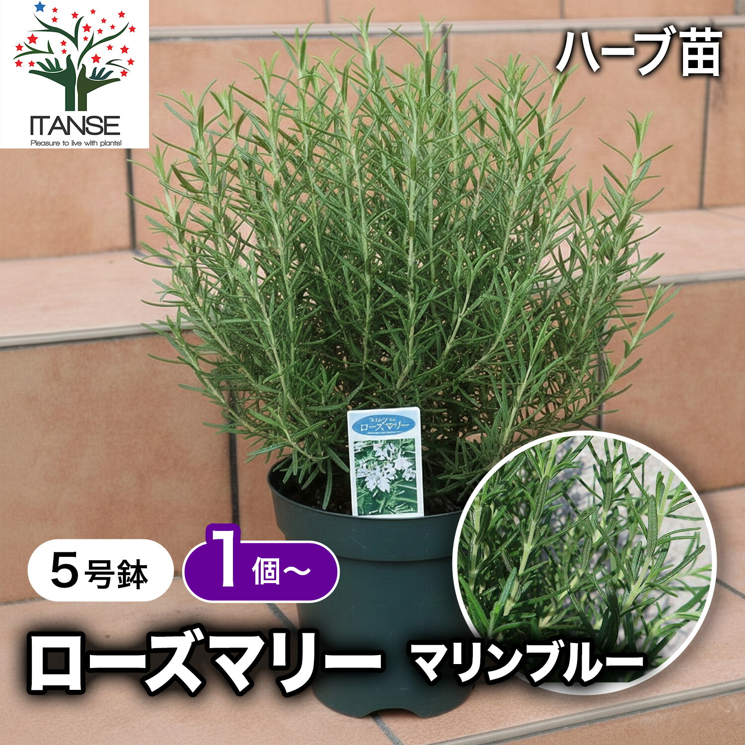 ローズマリー 楽天市場】立性ローズマリー マリンブルー 3号苗(J11） : 千草園芸