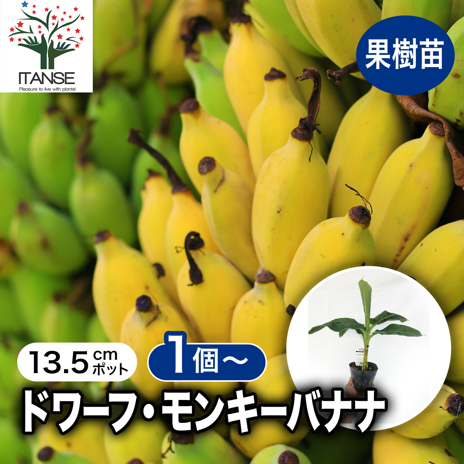 楽天市場】【ポイント2倍☆マラソン期間】モンキーバナナ 4.5号ポット