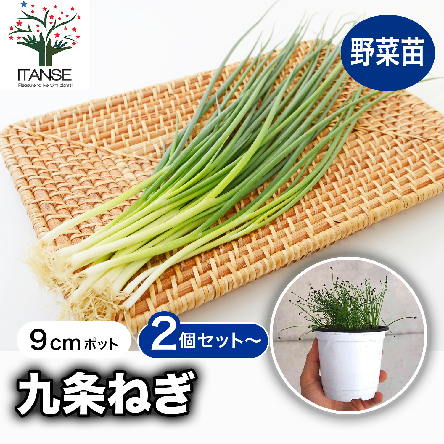 楽天市場】【てしまの苗】 ネギ苗 九条太ねぎ 9cmポット 葉菜苗 【人気