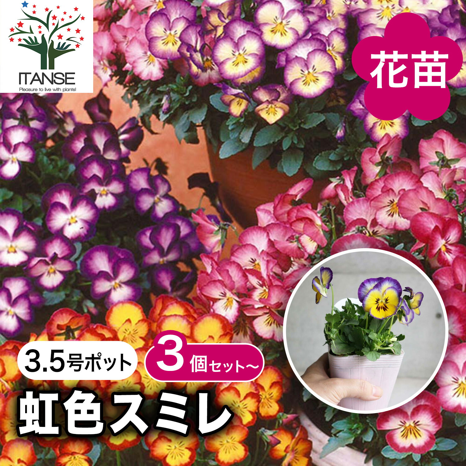 楽天市場】【マラソン期間P5倍】スミレ 虹色スミレ 花苗 3.5号ポット