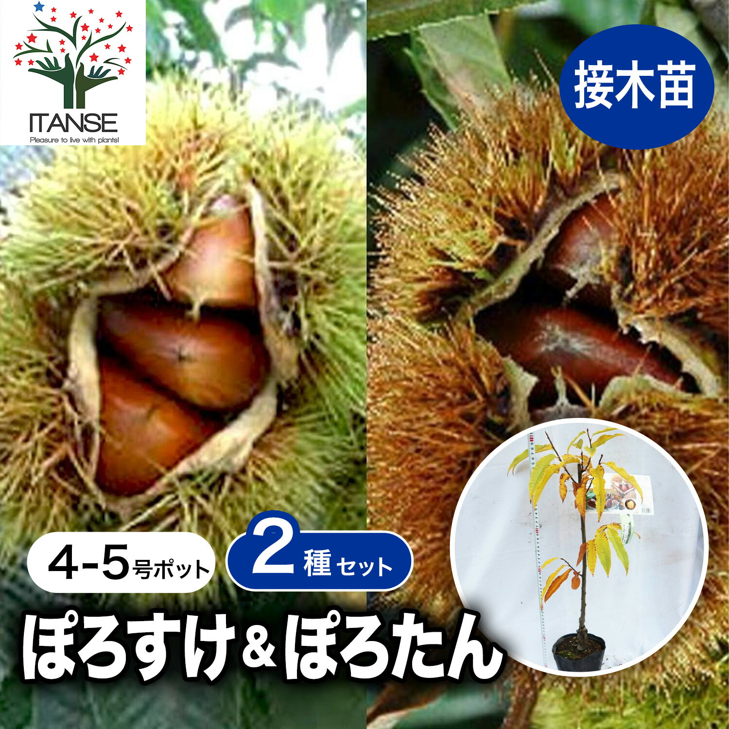 楽天市場】栗 苗木 【ぽろすけ ［登録品種］】 1年生 接ぎ木 ポット苗