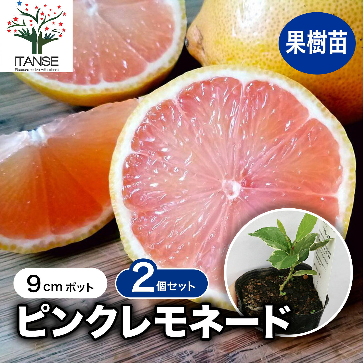 楽天市場】【送料無料】スイートレモネード 果樹の苗木 7号鉢 1個売り