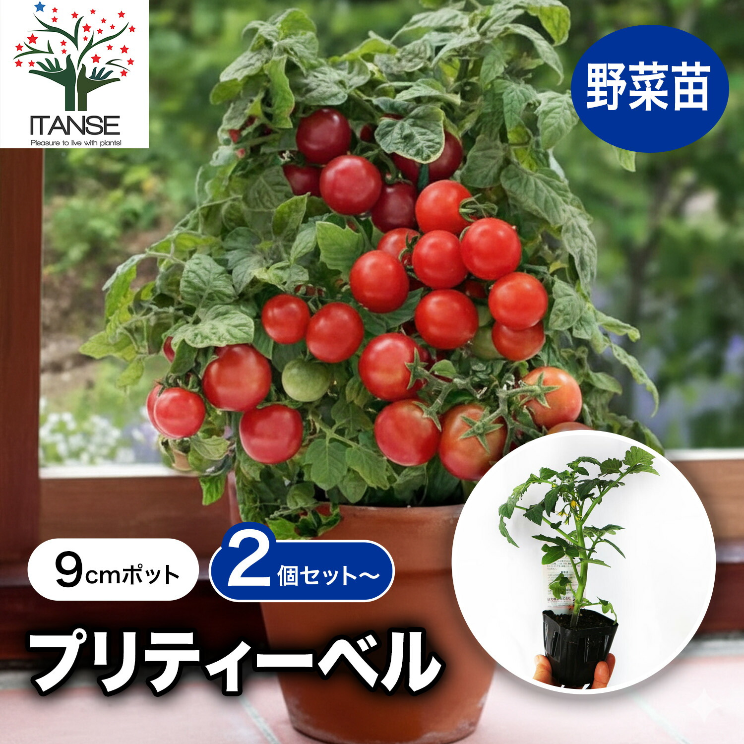 送料無料】すずなりドワーフトマト プリティーベル 矮性ミニトマト 自