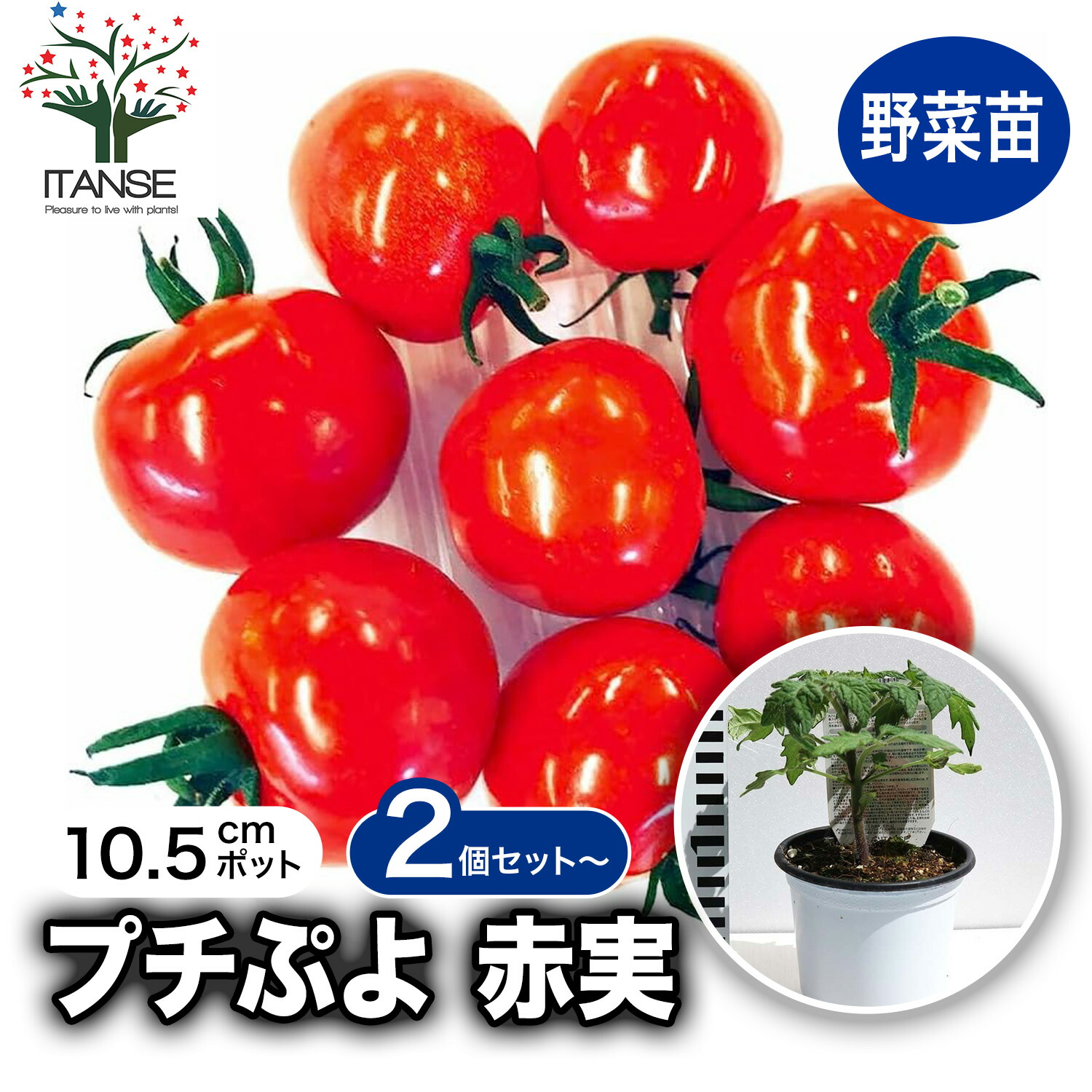 観葉草木特集
