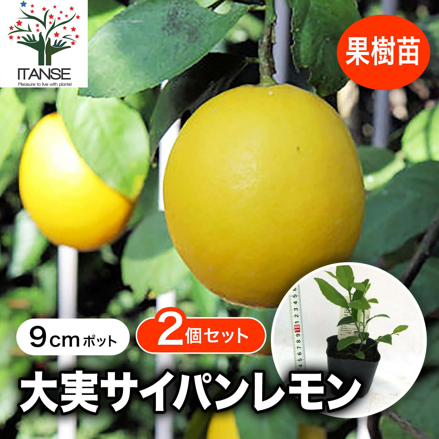 楽天市場】【送料無料】大実サイパンレモン 果樹苗 9cmポット挿し木苗
