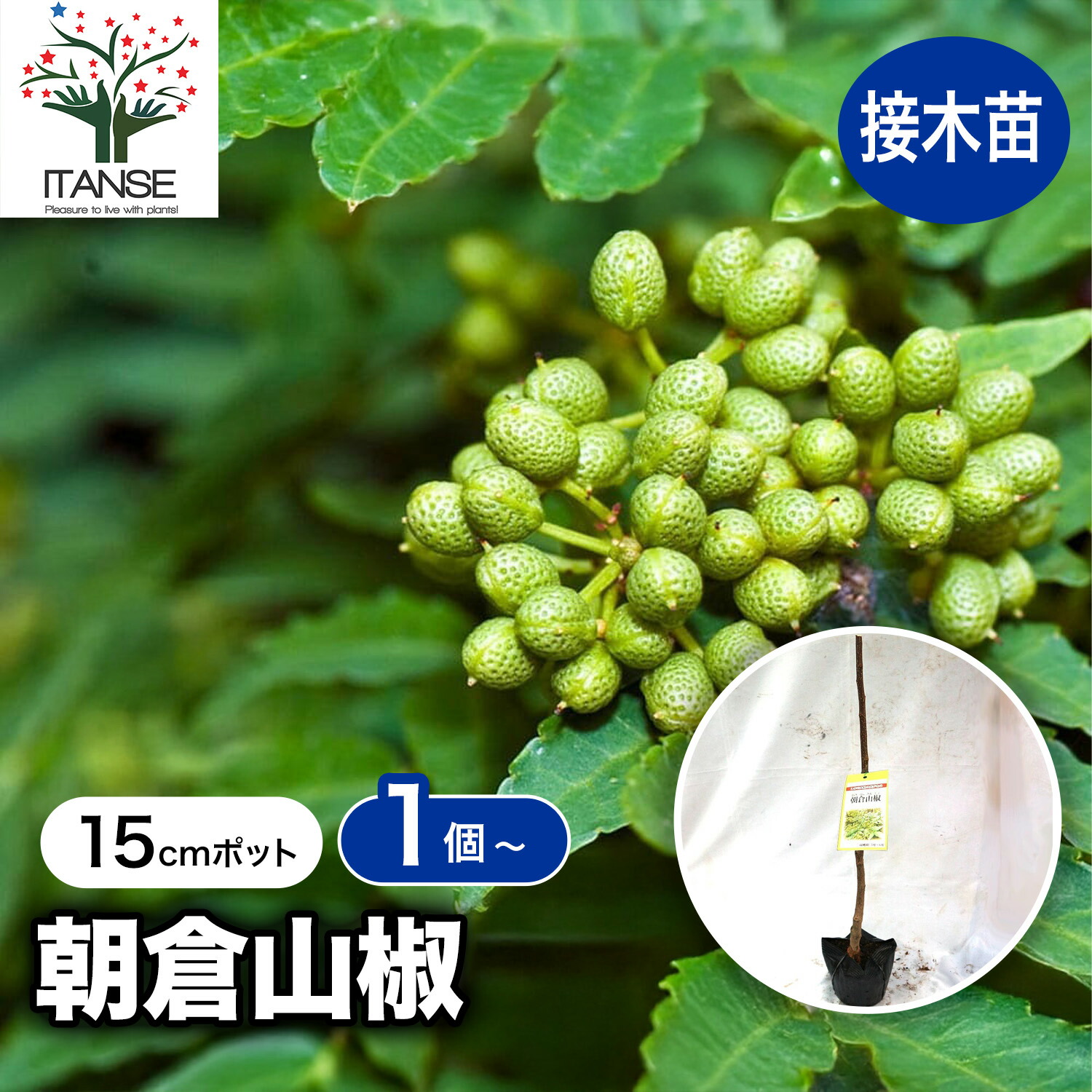 楽天市場】朝倉山椒 鉢植え スーパー朝倉山椒 実山椒 : 園芸百貨店