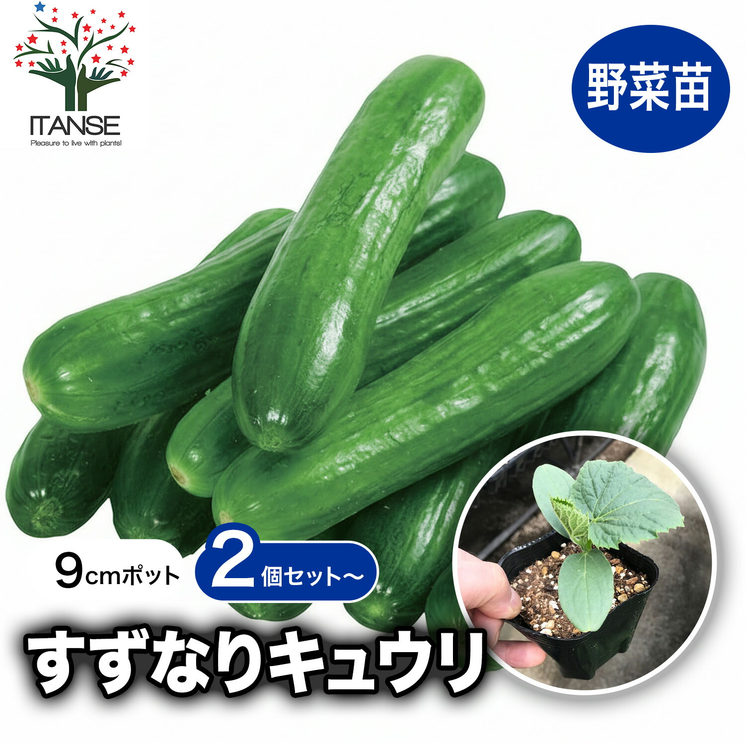 観葉草木特集