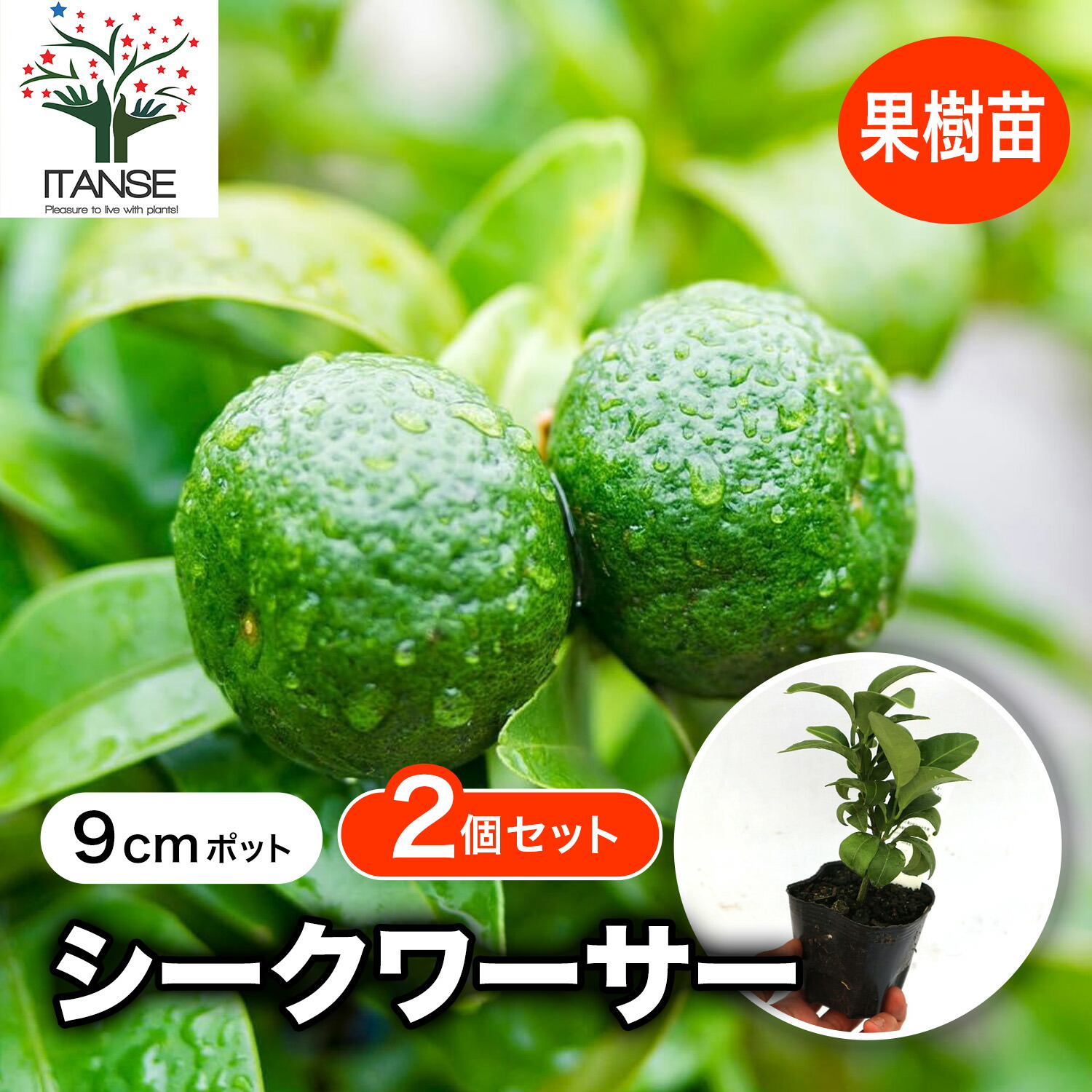 楽天市場】送料無料 庭木・果樹・植木・苗：特良品！シークワーサー