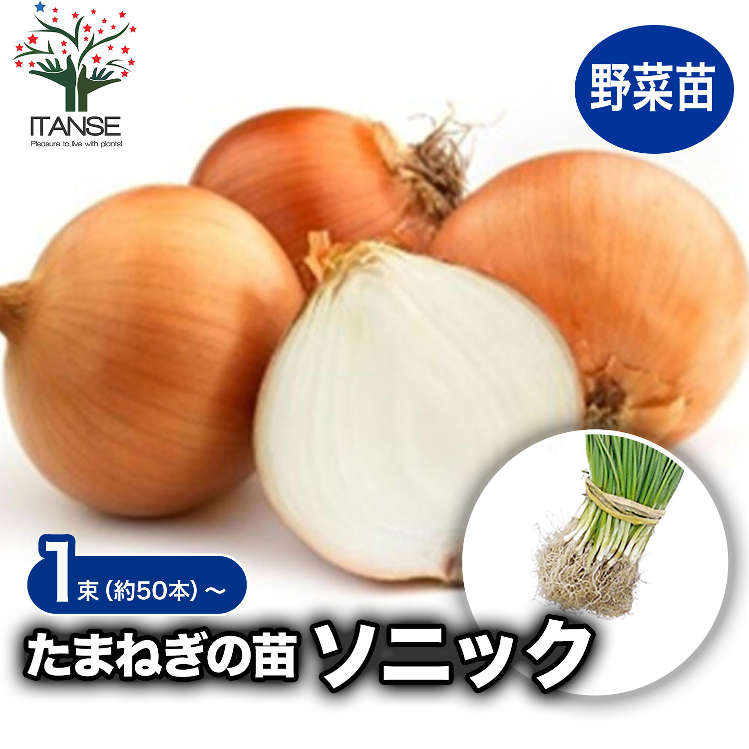 【早生】玉ねぎ苗▼七宝早生1000本 楽天市場】たまねぎ 七宝 早生の通販