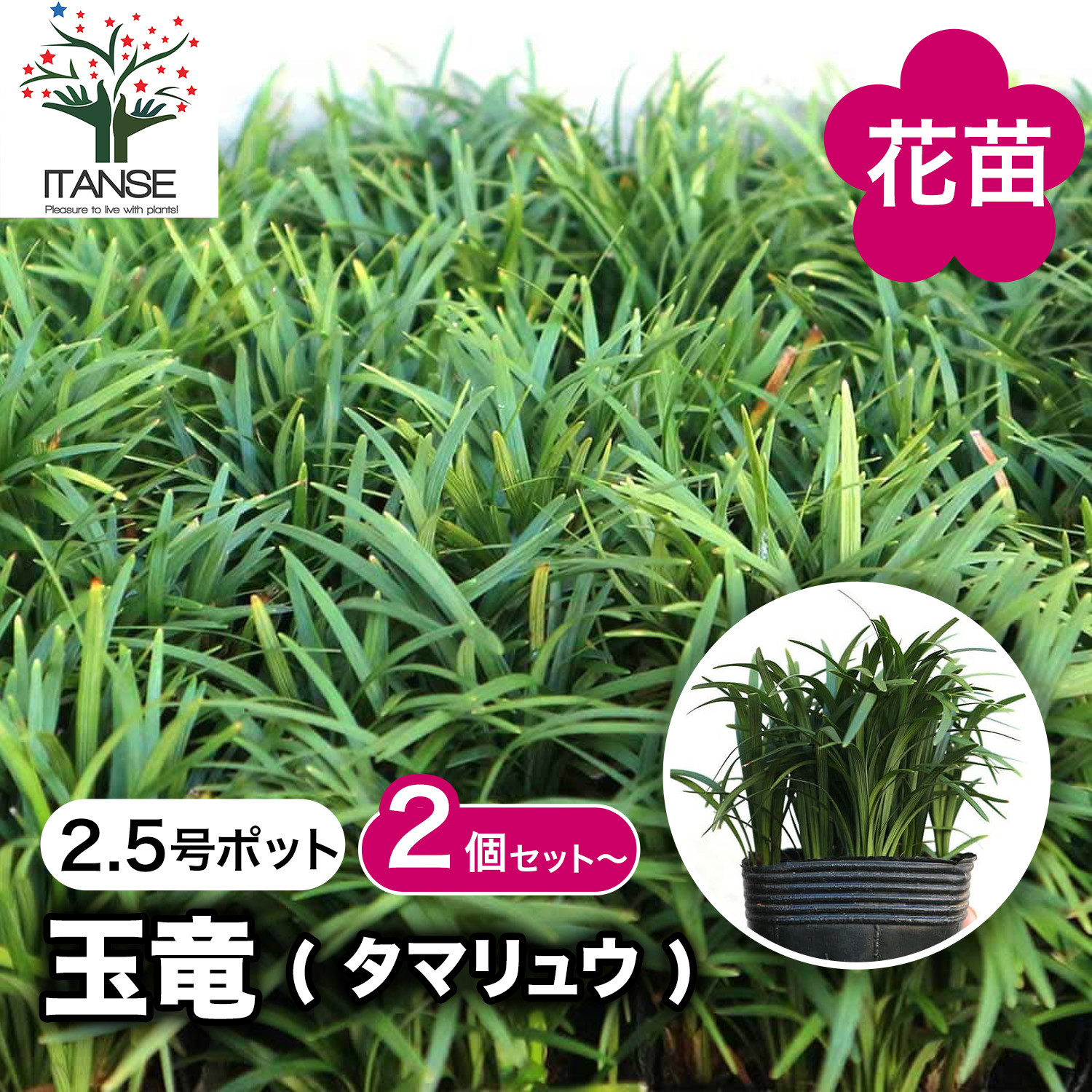 観葉草木特集