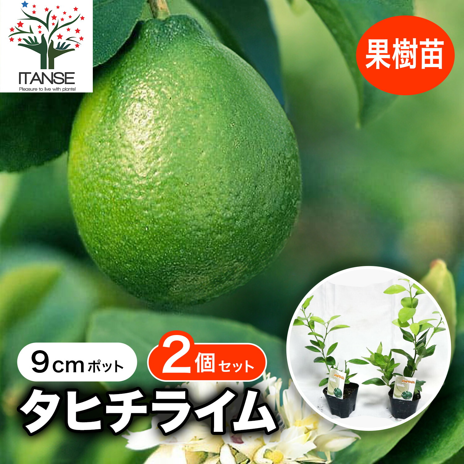 楽天市場】【送料無料】玉荷包 ( ぎょくかほう ) ライチの苗木 果樹の