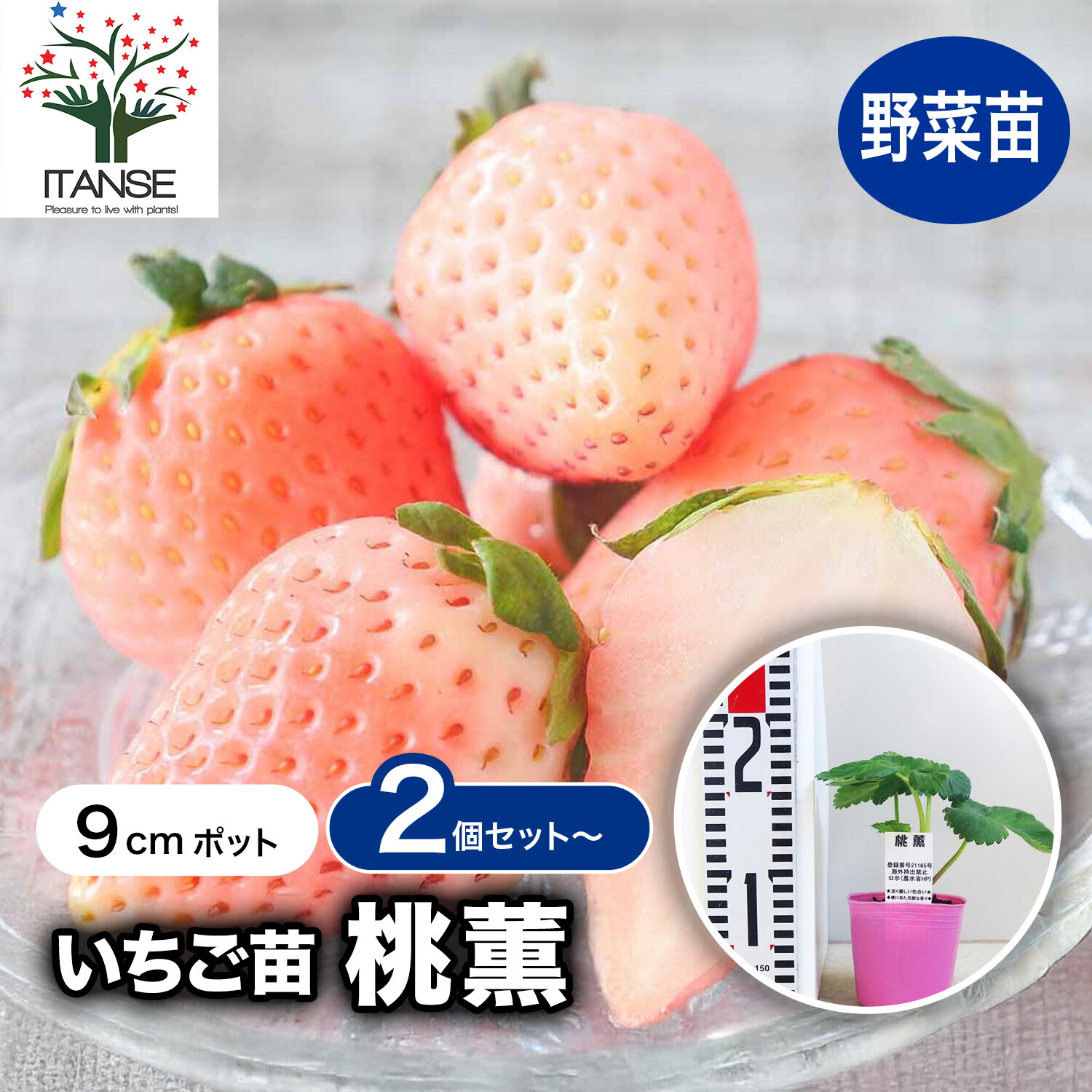 観葉草木特集