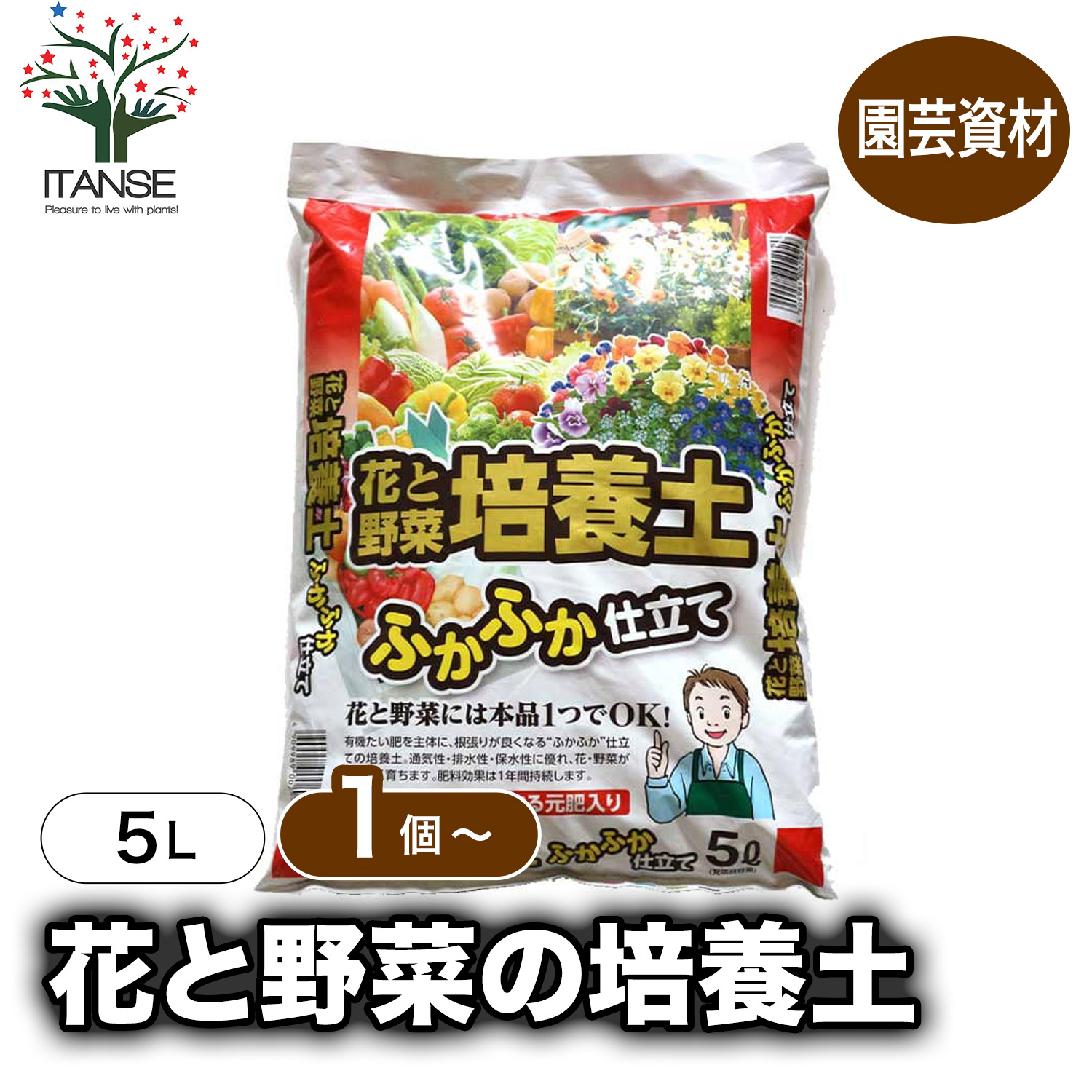 観葉草木特集