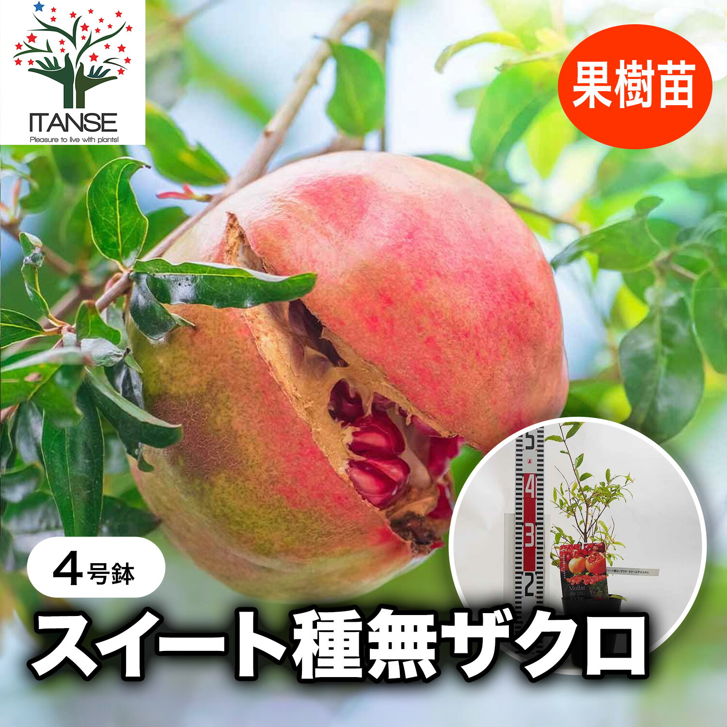 柘榴 楽天市場】ザクロ 苗 【モラール デ エルチェ】 挿し木苗 柘榴 石榴 若