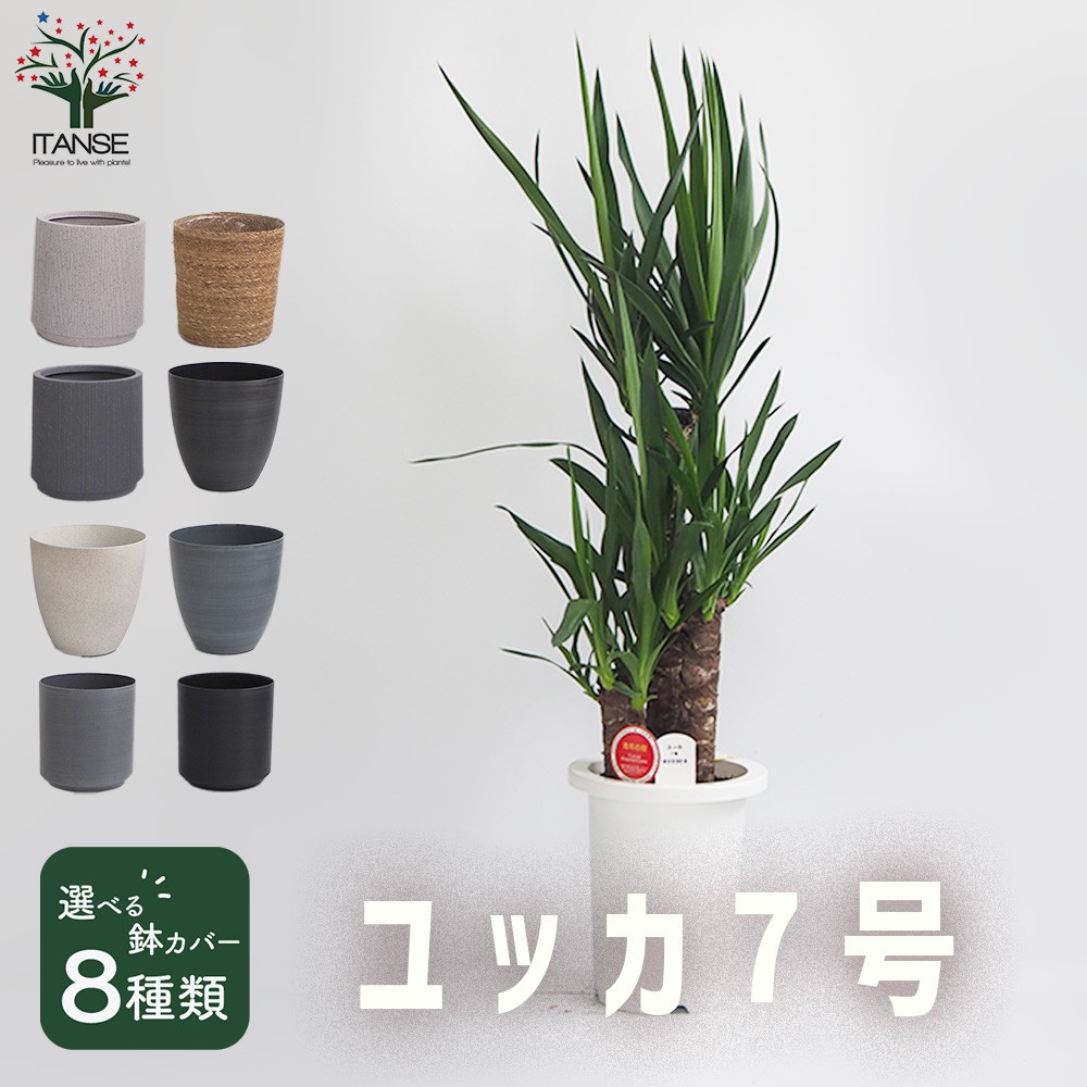 観葉草木特集 花・観葉植物-観葉植物