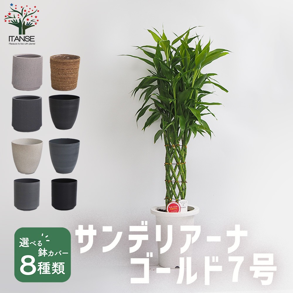 観葉草木特集 観葉植物-花・観葉植物