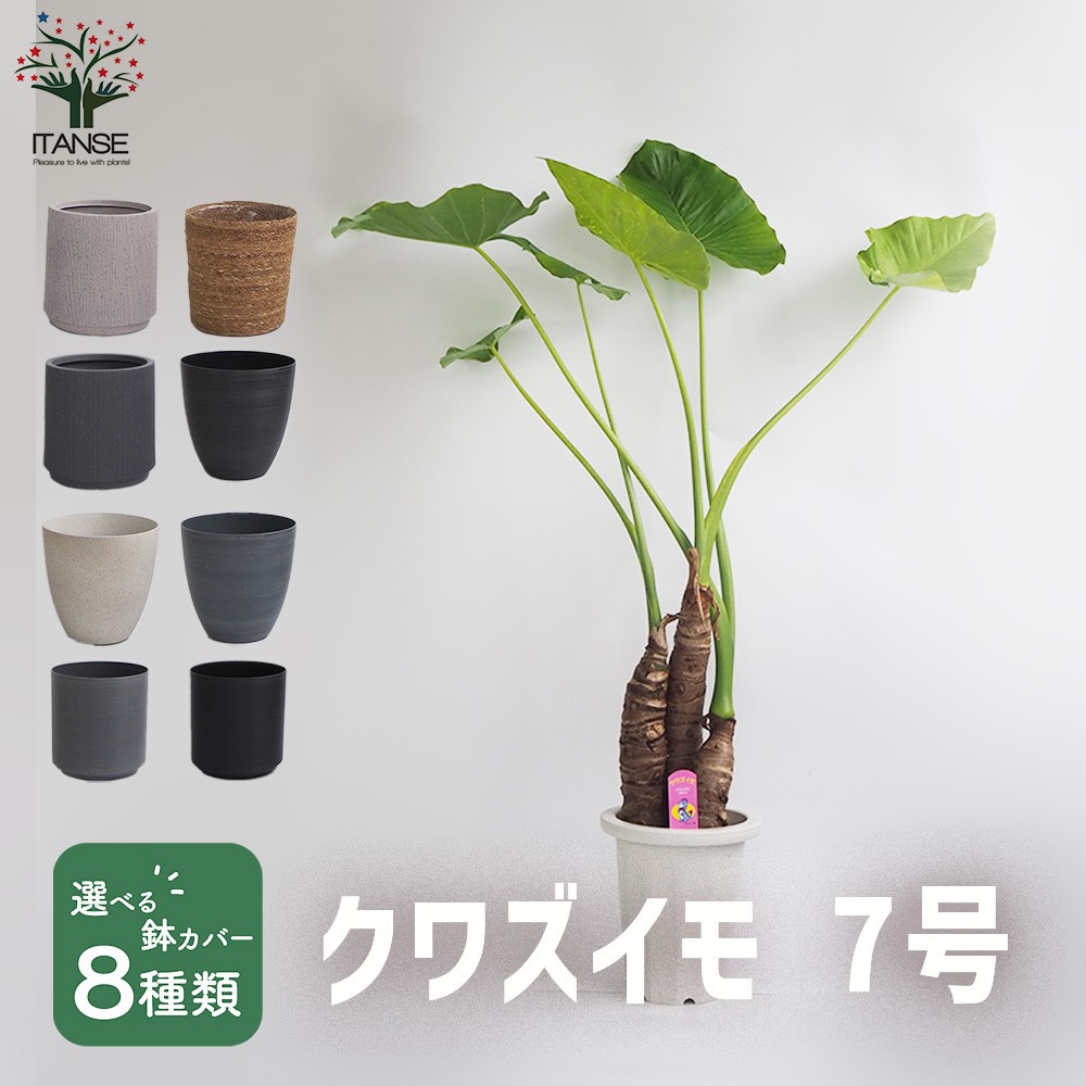 楽天市場】おしゃれ 観葉植物：クワズイモ3本寄せ*プラポット 大型