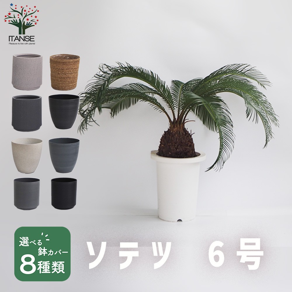 【セール】ディオーン・エデュレ / 新芽展開中 ソテツ 多肉 希少 鉢ごと発送 美種ソテツ】ディオーン エデュレ 良個体 絶滅危惧種 - メルカリ