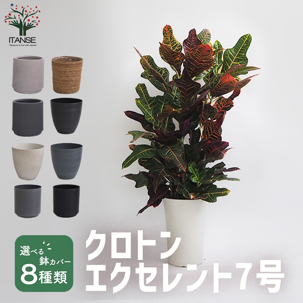 クロトン。 観葉植物 。大型。鉢ごと無料で発送致します。 クロトン。 観葉植物 。大型。鉢ごと無料で発送致します。